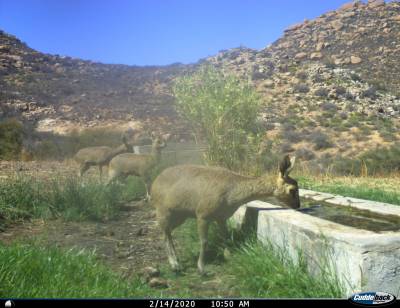 b2ap3_thumbnail_Animals-of-Naries---Klipspringer-resized.jpg