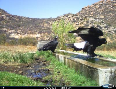 b2ap3_thumbnail_Birds-of-Naries---Verrauxs-Eagle-resized.jpg